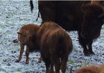 kalb131a.jpg (117.13 KiB) 8252-mal betrachtet kalb131a.jpg