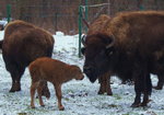 kalb13a.jpg (88.17 KiB) 8252-mal betrachtet kalb13a.jpg
